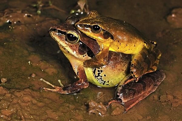 Madagascan Wood Frog - Amplexus - Montagne d'Ambre National Park - Antsiranana - Northern Madagascar