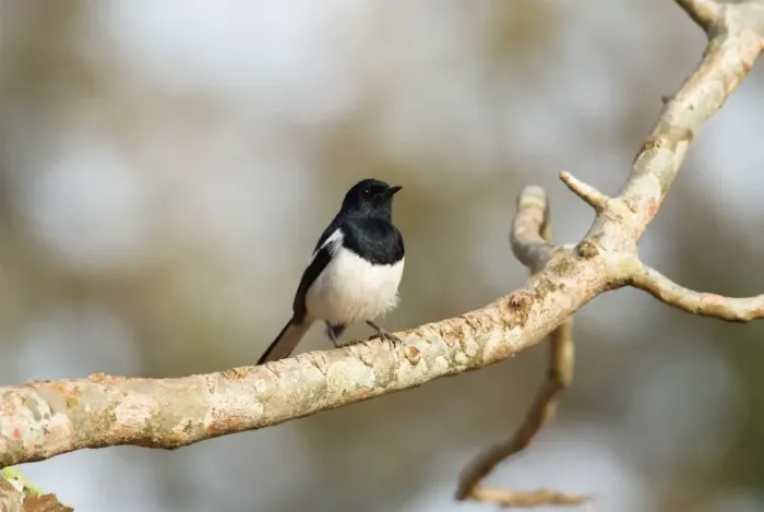 Framed Print : Madagascar Magpie Robin - endemic. Male on branch Berenty, Madagascar Framed Print : Madagascar Magpie Robin - endemic. Male on branch Berenty, Madagascar
