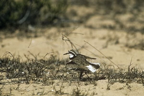 Madagascar Plover - broken wing display