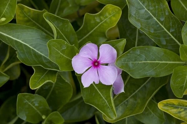 Madagascar  /  Rosy Periwinkle. Grown in gardens, but also highly-active medicinally, with at least 70 alkaloids. Anti-cancer, lowers blood pressure, anti-diabetes. USA