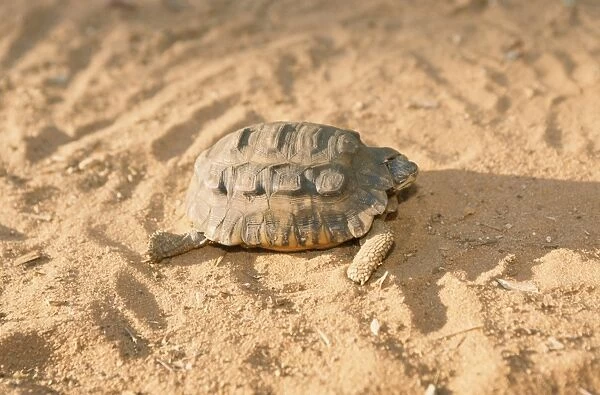 Madagascar Tortoise