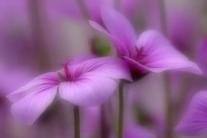 Framed Print : Madeiran Cranesbill pink coloured blossoms Germany Framed Print : Madeiran Cranesbill pink coloured blossoms Germany