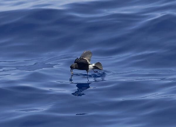 Madeiran Storm-Petrel - feeding on sea - June - Madeira