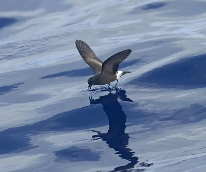Framed Print : Madeiran Storm-Petrel - feeding on sea - June - Madeira Framed Print : Madeiran Storm-Petrel - feeding on sea - June - Madeira