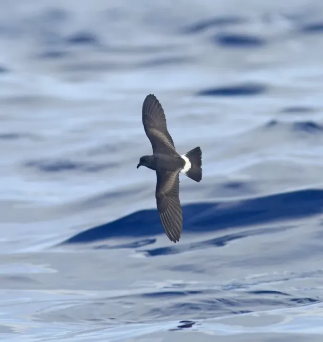 Framed Print : Madeiran Storm-Petrel - in flight over sea - June - Madeira Framed Print : Madeiran Storm-Petrel - in flight over sea - June - Madeira