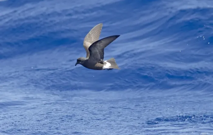 Framed Print : Madeiran Storm-Petrel - in flight over sea - June - Madeira Framed Print : Madeiran Storm-Petrel - in flight over sea - June - Madeira