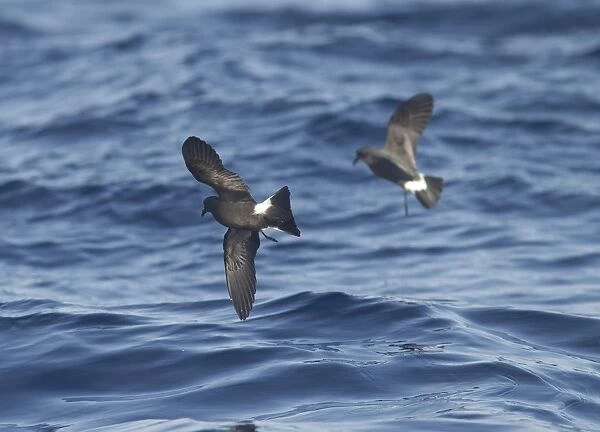 Madeiran Storm-Petrels - in flight over sea - June - Madeira