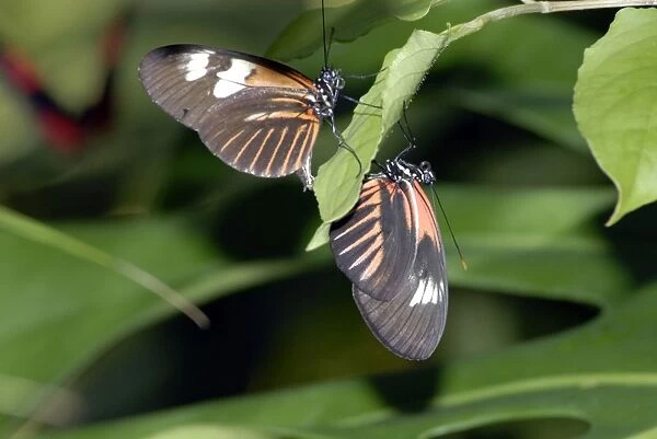 Madiera butterflies mating. Neotropical distribution