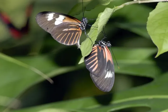 Framed Print : Madiera butterflies mating. Neotropical distribution Framed Print : Madiera butterflies mating. Neotropical distribution