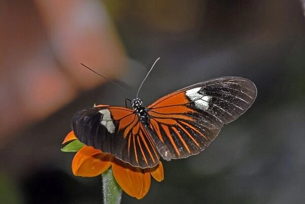 Madiera butterfly visiting flower. Neotropical distribution