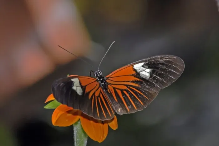 Framed Print : Madiera butterfly visiting flower. Neotropical distribution Framed Print : Madiera butterfly visiting flower. Neotropical distribution