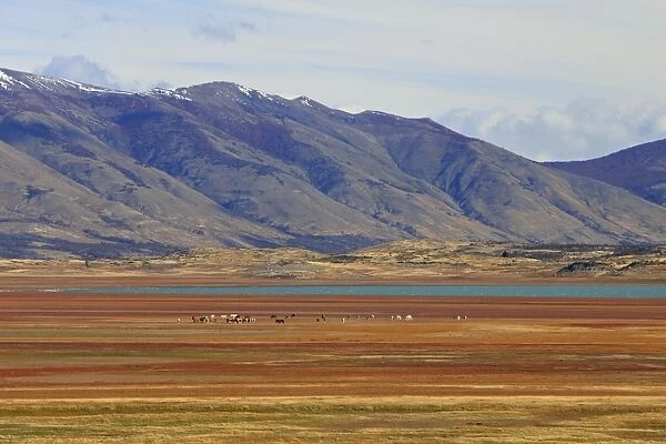 Magallanes Peninsula - Patagonia - Argentina