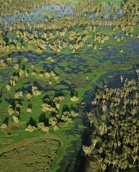 Magela Creek wetlands, Paperbark swamp (Melaleuca spp forest, M. cajuputi, M. leucadendra) aerial, wet season, Kakadu National Park (World Heritage Area), Northern Territory, Australia JPF51109