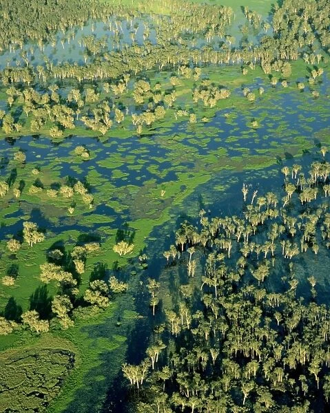 Magela Creek wetlands, Paperbark swamp (Melaleuca spp forest, M. cajuputi, M. leucadendra) wet season, Kakadu National Park (World Heritage Area), Northern Territory, Australia JPF51111