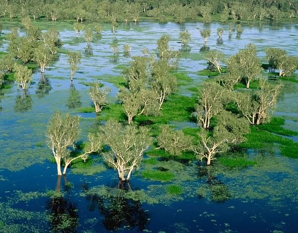Magela Creek wetlands, Paperbark swamp (Melaleuca spp forest, M. cajuputi, M. leucadendra) aerial, wet season, Kakadu National Park (World Heritage Area), Northern Territory, Australia JPF51122
