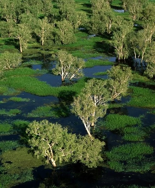 Magela Creek wetlands, Paperbark swamp - (M. cajuputi, M. leucadendra) - wet season - Kakadu National Park (World Heritage Area), Northern Territory, Australia JPF51125