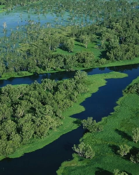 Magela Creek wetlands, Paperbark swamp (M. cajuputi, M. leucadendra) Kakadu National Park (World Heritage Area), Northern Territory, Australia JPF51120