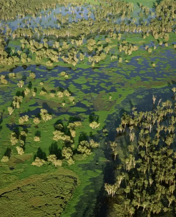 Framed Print : Magela Creek wetlands, Paperbark swamp (Melaleuca spp forest, M. cajuputi, M. leucadendra) aerial, wet season, Kakadu National Park (World Heritage Area), Northern Territory, Australia JPF51109 Framed Print : Magela Creek wetlands, Paperbark swamp (Melaleuca spp forest, M. cajuputi, M. leucadendra) aerial, wet season, Kakadu National Park (World Heritage Area), Northern Territory, Australia JPF51109