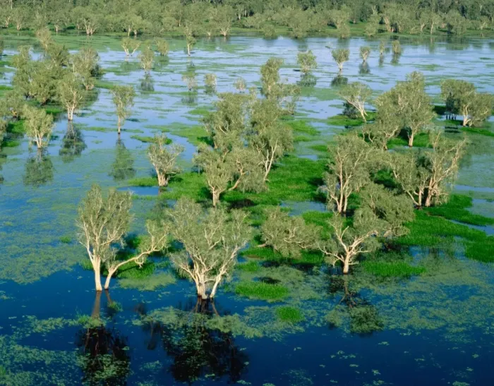 Framed Print : Magela Creek wetlands, Paperbark swamp (Melaleuca spp forest, M. cajuputi, M. leucadendra) aerial, wet season, Kakadu National Park (World Heritage Area), Northern Territory, Australia JPF51122 Framed Print : Magela Creek wetlands, Paperbark swamp (Melaleuca spp forest, M. cajuputi, M. leucadendra) aerial, wet season, Kakadu National Park (World Heritage Area), Northern Territory, Australia JPF51122