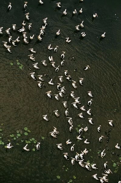 Magela Wetlands during The Wet Kakadu National Park (World Heritage Area) - Pelicans in water - Northern Territory, Australia JPF51359