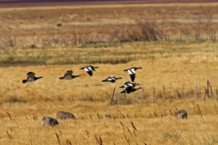 Framed Print : Magellan Goose or Upland Goose - flock in flight. Magallanes Peninsula - Patagonia - Argentina