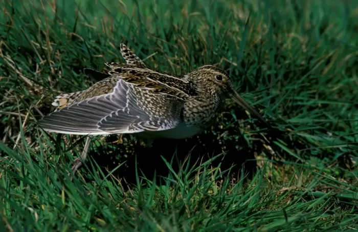 Framed Print : Magellan snipe Framed Print : Magellan snipe