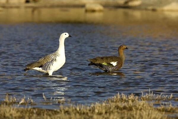 Magellan  /  Upland Goose - Male: left; female: right Range: South Argentina and Chile, Tierra del Fuego, Falklands. Photographed in Santa Cruz Province, Patagonia, Argentina