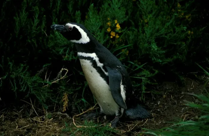 Framed Print : Magellanic penguin Framed Print : Magellanic penguin