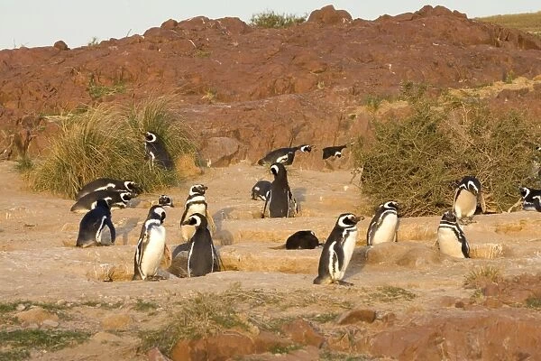 Magellanic Penguin colony Cabo dos Bahias Provincial Reserve, Chubut Province, Patagonia, Argentina