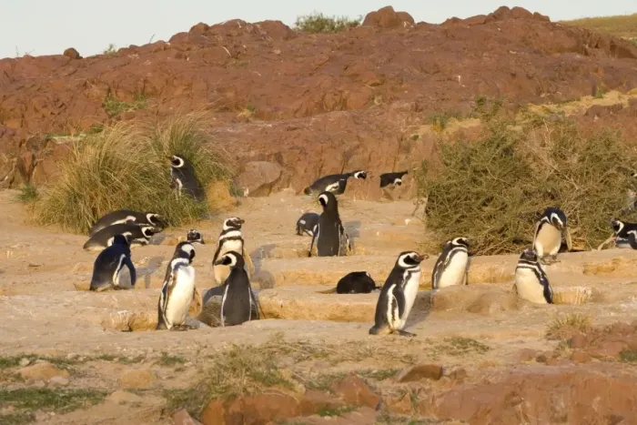 Framed Print : Magellanic Penguin colony Cabo dos Bahias Provincial Reserve, Chubut Province, Patagonia, Argentina Framed Print : Magellanic Penguin colony Cabo dos Bahias Provincial Reserve, Chubut Province, Patagonia, Argentina