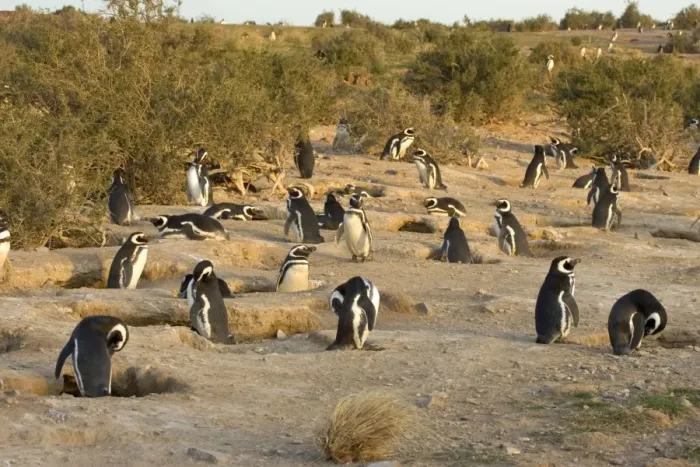 Framed Print : Magellanic Penguin colony Cabo dos Bahias Provincial Reserve, Chubut Province, Patagonia, Argentina Framed Print : Magellanic Penguin colony Cabo dos Bahias Provincial Reserve, Chubut Province, Patagonia, Argentina