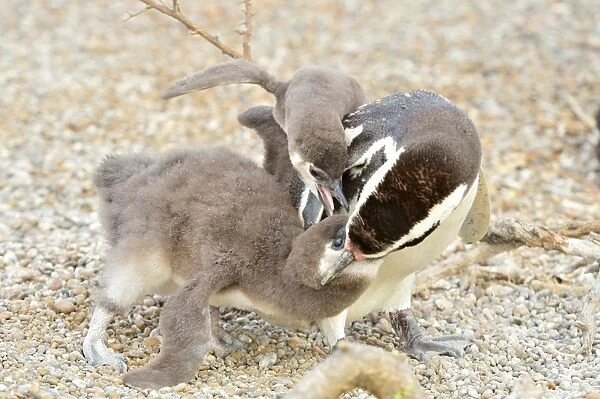 Magellanic Penguin - feeding two chicks