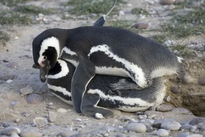 Framed Print : Magellanic Penguin - mating Cabo dos Bahias Provincial Reserve, Chubut Province, Patagonia, Argentina
