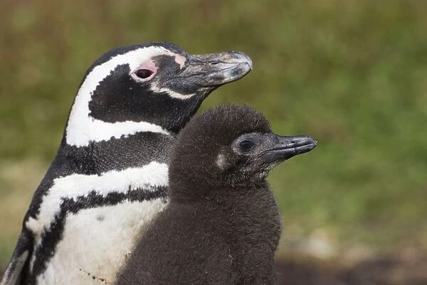 Magellanic Penguin - Parent and chick Carcass Island, Falkland Islands