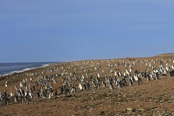 Magellanic Penguin. Punta Norte - Valdes peninsula - Argentina