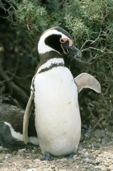 Framed Print : Magellanic Penguin - Punta Tombo, Argentina Framed Print : Magellanic Penguin - Punta Tombo, Argentina