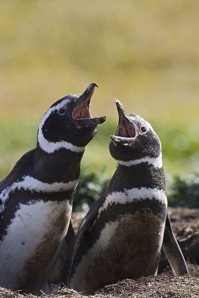 Magellanic Penguin - Vocalizing parents at burrow Carcass Island, Falkland Islands