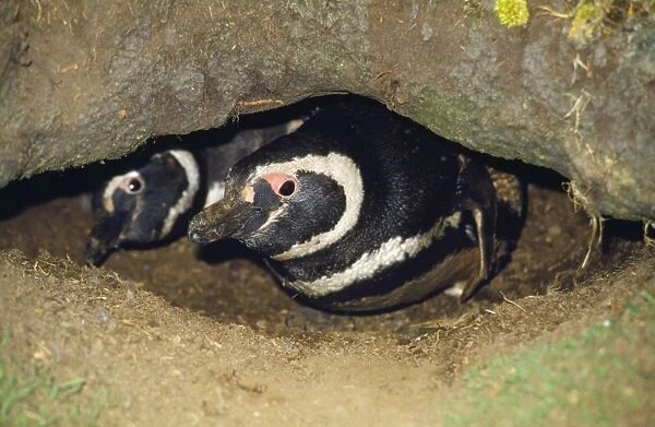 Magellanic Penguins - in burrow Falklands