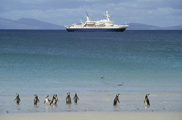 Magellanic Penguins - with cruise ship Falkland Islands