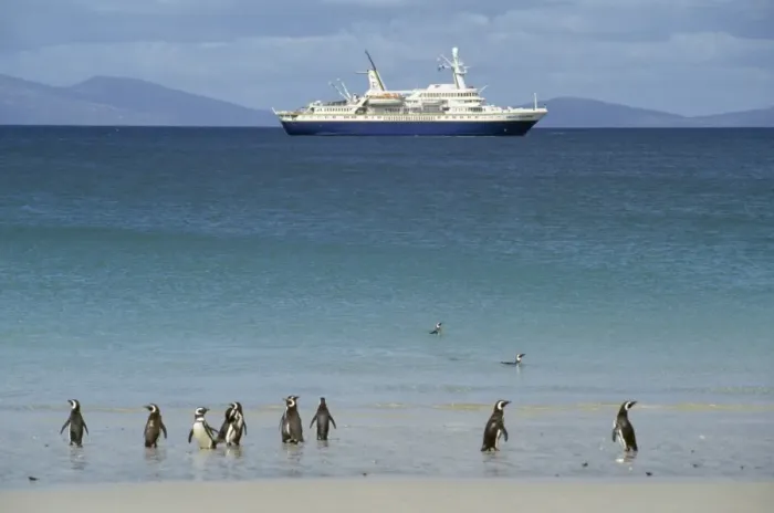 Framed Print : Magellanic Penguins - with cruise ship Falkland Islands Framed Print : Magellanic Penguins - with cruise ship Falkland Islands