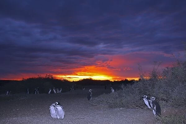 Magellanic Penguins - with sunset behind. Punta Norte - Valdes peninsula - Argentina