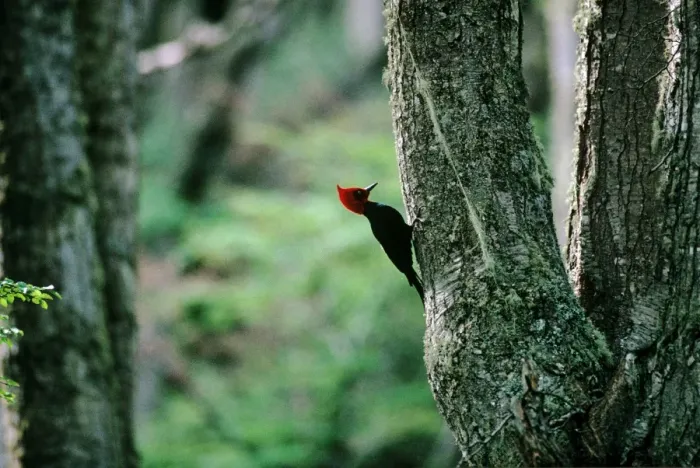 Framed Print : Magellanic Woodpecker - Argentina Framed Print : Magellanic Woodpecker - Argentina
