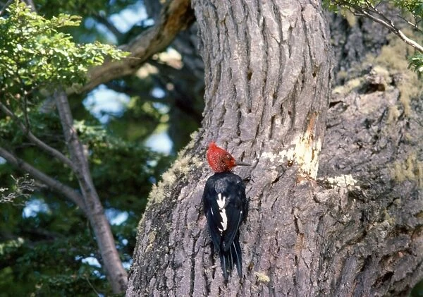 Magellanic Woodpecker Tierra de Fuego, Argentina