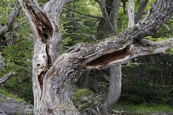 Magellan's Beech Tree - Tierra del Fuego National Park - Argentina