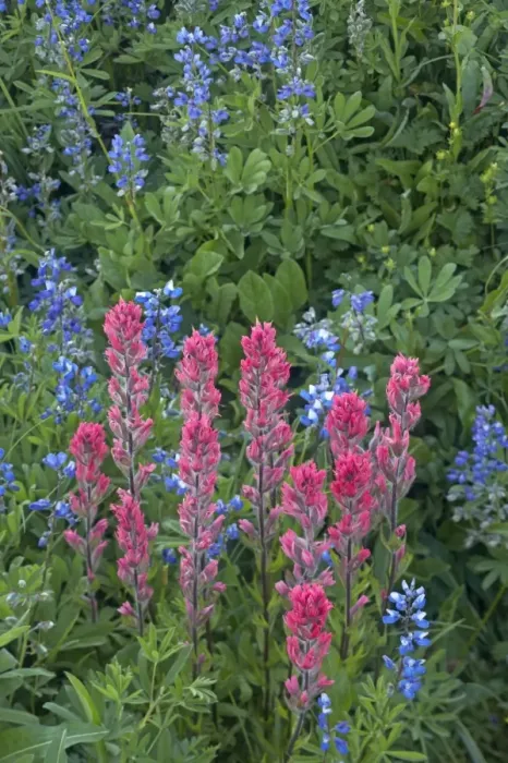 Framed Print : Magenta Paintbrush with Broadleaf Lupine (Lupinus latifolius) Paradise Mount Rainier National Park Washington State, USA PL000467 Framed Print : Magenta Paintbrush with Broadleaf Lupine (Lupinus latifolius) Paradise Mount Rainier National Park Washington State, USA PL000467