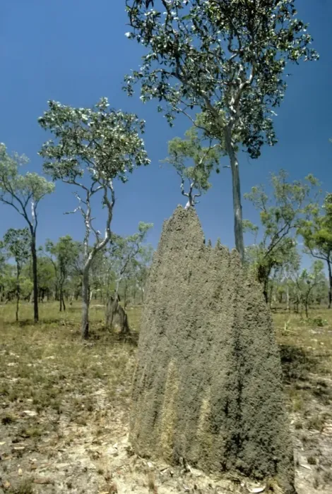 Framed Print : Magnetic Termite Mounds Framed Print : Magnetic Termite Mounds