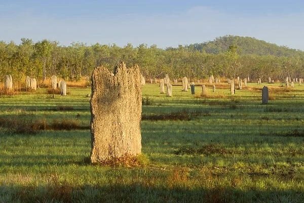 Magnetic Termite mounds - field with mounds of Magnetic Termites in early morning light - Litchfield National Park, Northern Territory, Australia