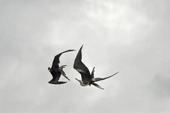 Framed Print : Magnificent Frigate Bird flying above Fort Jefferson. Casual along coast along east and west coasts of USA. Dry Tortugas National Park, Florida, USA Framed Print : Magnificent Frigate Bird flying above Fort Jefferson. Casual along coast along east and west coasts of USA. Dry Tortugas National Park, Florida, USA