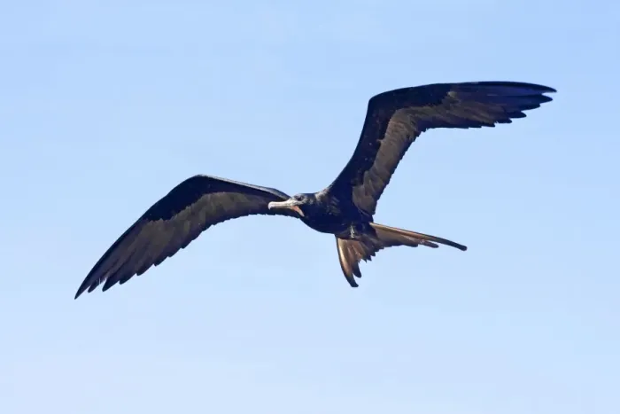 Framed Print : Magnificent Frigatebird. Male. San Blas Mexico in March Framed Print : Magnificent Frigatebird. Male. San Blas Mexico in March