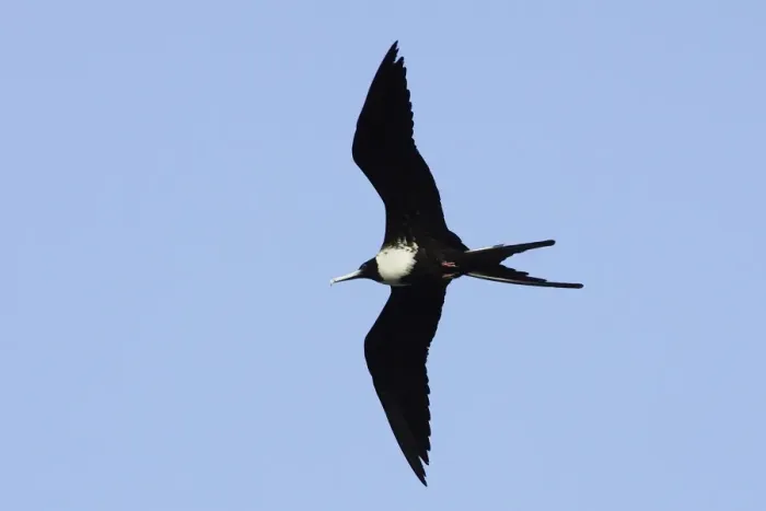 Framed Print : Magnificent Frigatebird. Venezuela Framed Print : Magnificent Frigatebird. Venezuela